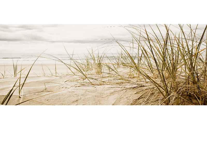 Strandlandschaft mit Dünengras Nahaufnahme von Dünengras am Sandstrand unter bewölktem Himmel